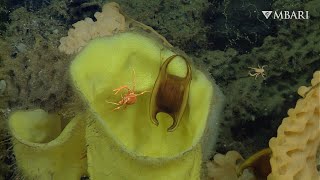 Growing up as a benthic baby can be challenging in the deep sea by MBARI (Monterey Bay Aquarium Research Institute) 12,632 views 1 year ago 2 minutes, 18 seconds