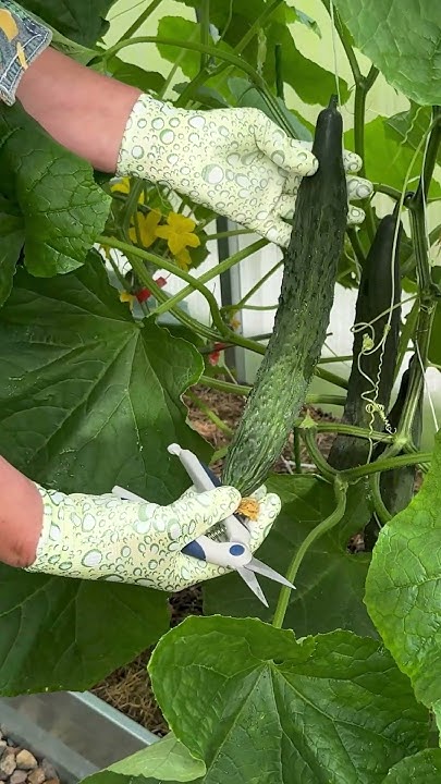 Огурец Изумрудный Поток. #shorts #огород #сад #garden - YouTube