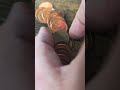 Lincoln Cent Search July 1st