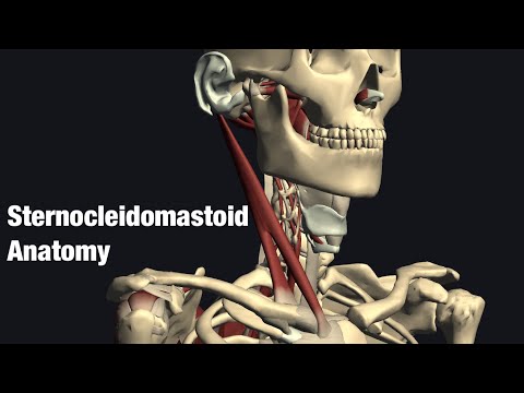 Video: Aká je funkcia sternocleidomastoideus?