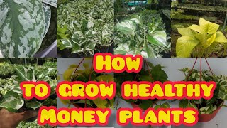 INDOOR PLANT MONEY PLANT CARING AND GENERAL FACTS