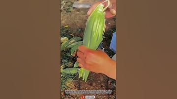 DIY Corn Husker Tool: Simple Solution for Fast Corn Peeling #ToolHolder