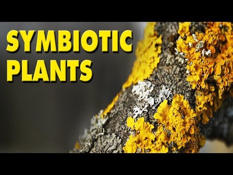 Video: Kas yra simbiotiniai augalai?