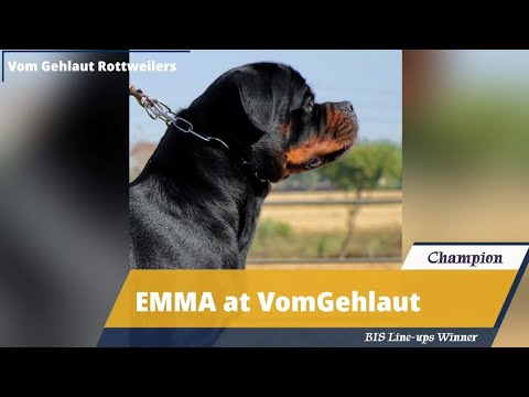 Queen with a̶ ̶r̶e̶a̶s̶o̶n̶ Many Reasons 👑|| CH. EMMA at VomGehlaut|| #rottweiler #dog #trending ||