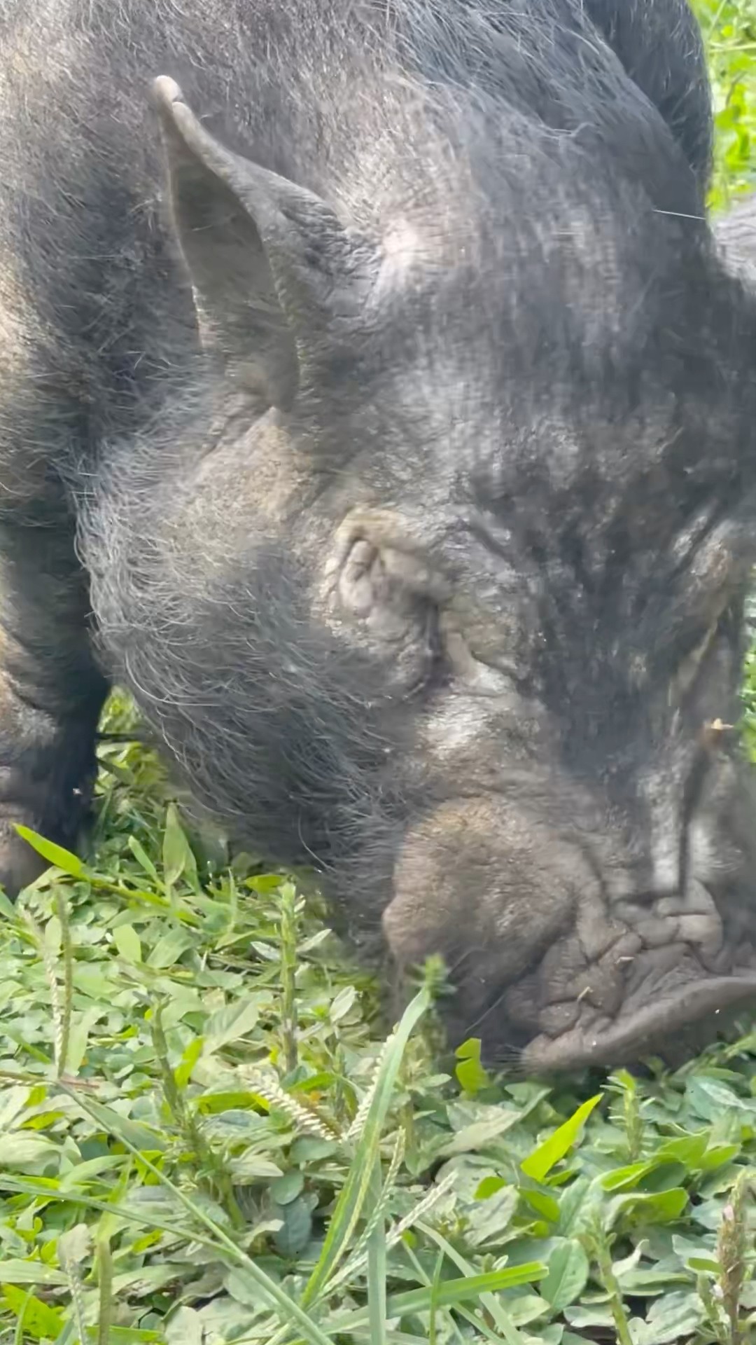 Pig Having Some Relaxation