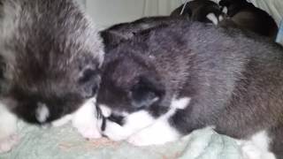 Puppies first feeding by Katrina Garcia 28 views 5 years ago 18 minutes