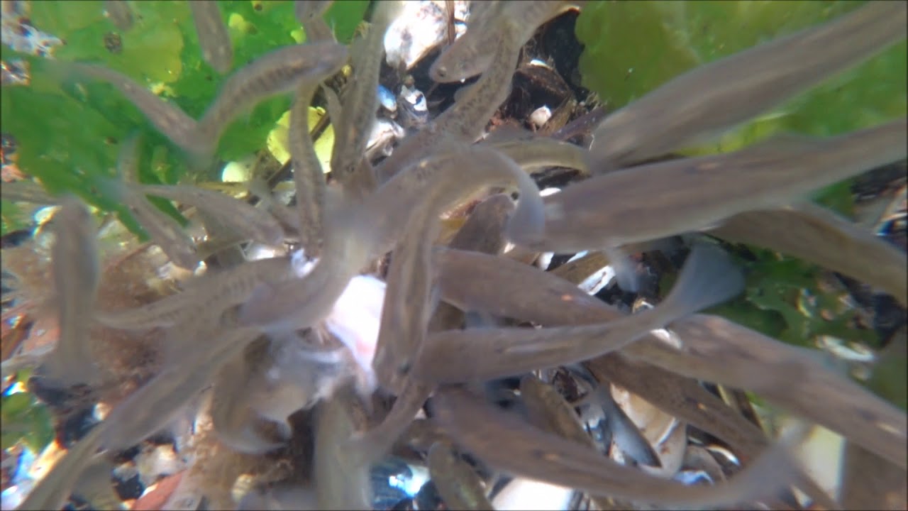 amazing minnow fishing - YouTube