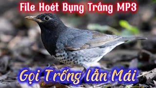 Tiếng Hoét Bụng Trắng Gọi Bầy Cực Chuẩn | File Tổng Hợp Tiếng Rít, Tiếng Hót Gọi Cả Trống Lẫn Mái