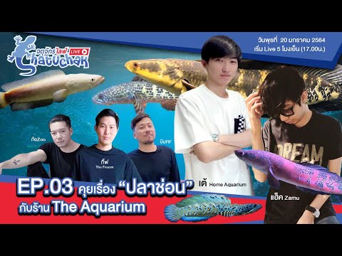 Chatuchak Live Ep.03 : คุยเรื่อง”ปลาช่อน”กับร้าน The Aquarium