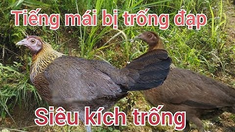 Tiếng gà rừng mái