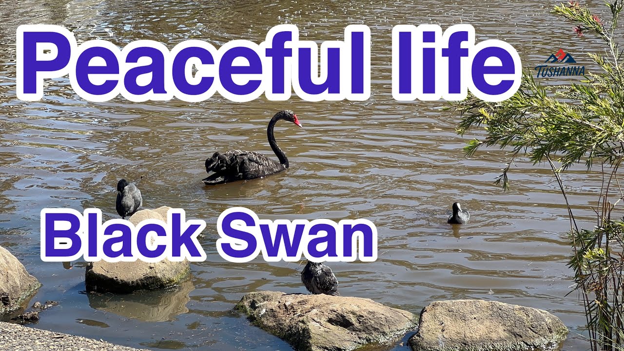 🌿Peaceful Life – Black Swan by the Pond in Spring
