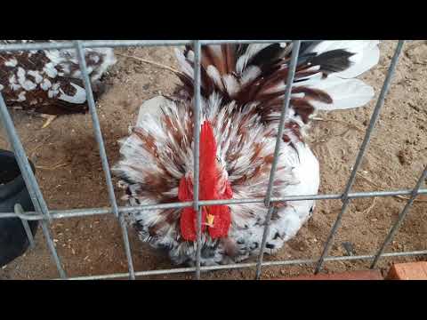 Video gà tre thái chân lùn điều bông - youtube