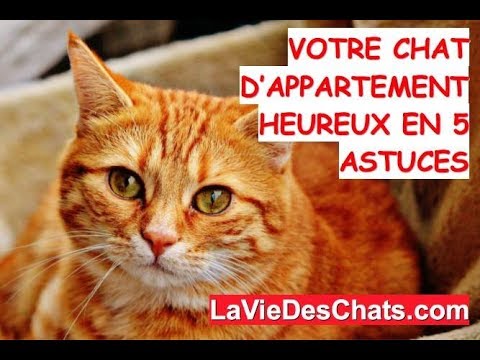 Vidéo: Septembre Est Le Mois Du Chat Heureux