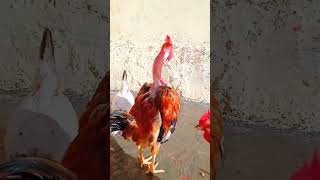 #chicken #animal #دجاج