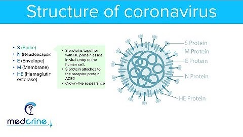 Structure Of Coronaviruses and Structural Proteins