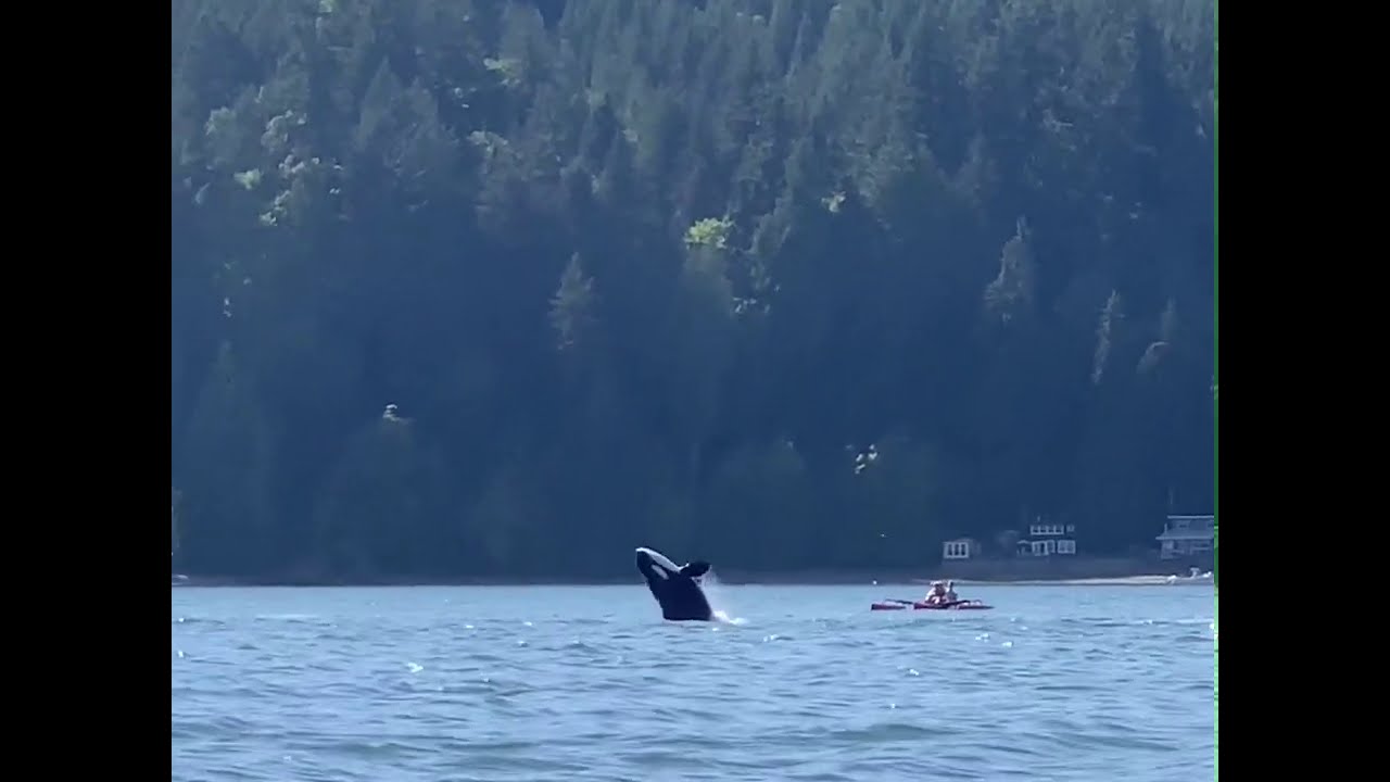 Washington Canoeists Get UpClose View of Orcas Jumping in Hood Canal