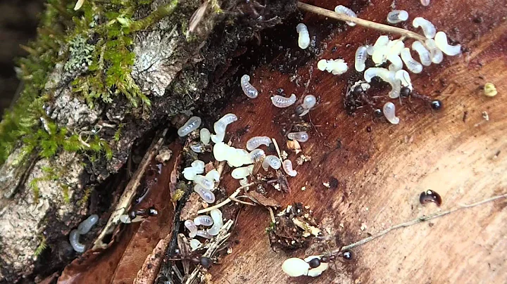 Marching Ants - Olympus TG-4 Video