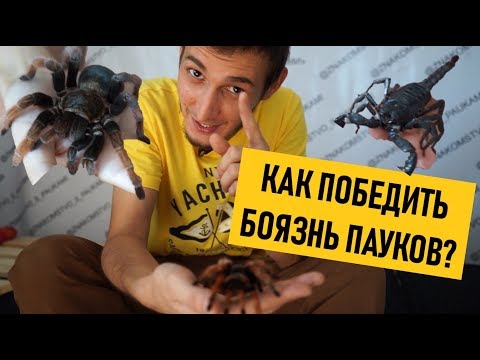 СТРАХ: ПАУКИ! Как победить арахнофобию? Контактная выставка \\ Павлодар
