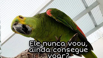 Como ensinar um papagaio a voar?