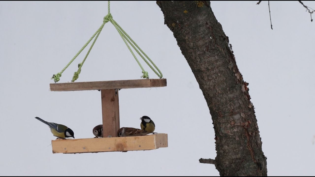 Кормушку для птиц делаем своими руками из дерева — фото, чертежи и размеры