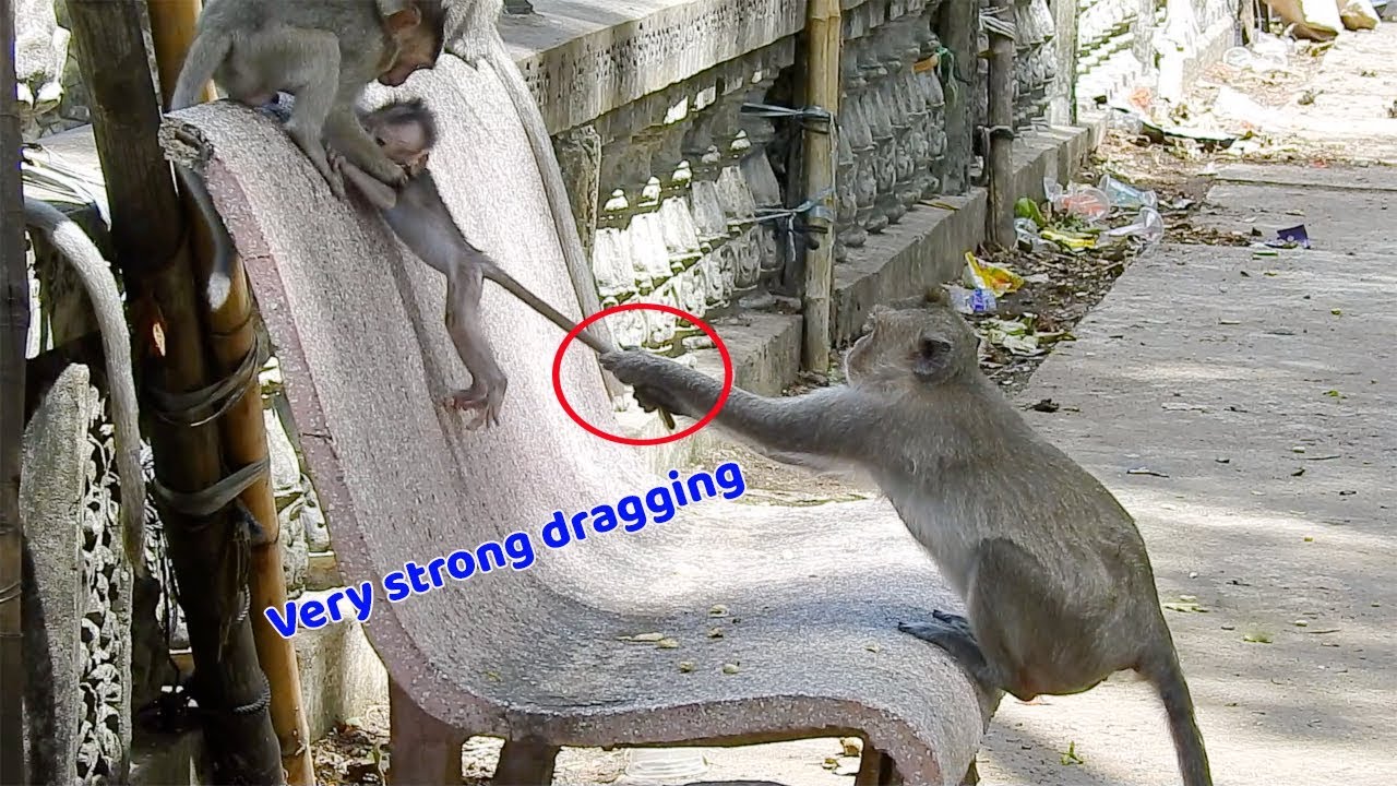 baby monkey crying for milk Heartbreaking Video!! Million pity baby Alika mom dragging very hard fall to the ground