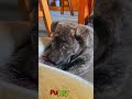 かわいい子犬の日常 #koreaPuppies #japanDogs