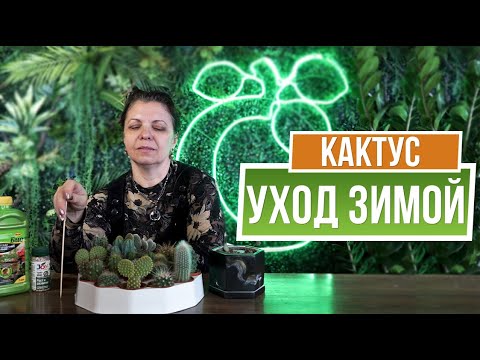 Video: Koliko često zalijevate kaktus sa zlatnom bačvom?