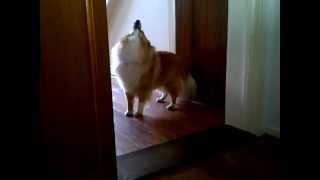 Sheltie howling