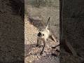 #monkey #cute #animals #youtubeshorts