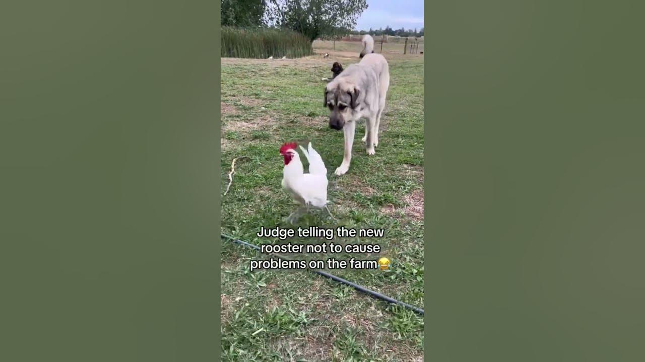 Judge our young livestock guardian dog lets the new rooster know who is