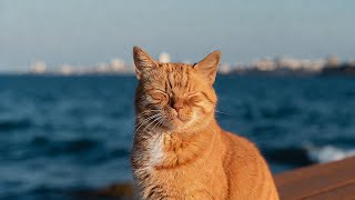 LIVE 🌙 Lazy Cat Lofi Music to Fall Asleep 😴 | Season 3 screenshot 1