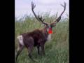 Rudolph the Red-nosed Reindeer Mp3