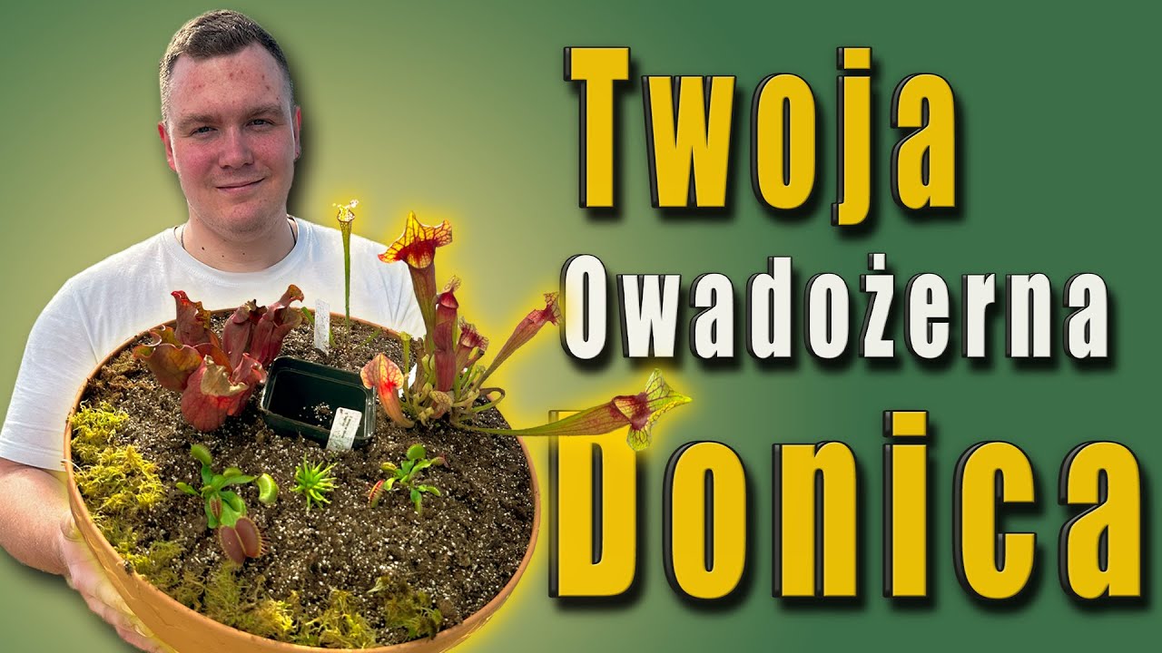 Budowa owadożernej donicy! - Rośliny Owadożerne