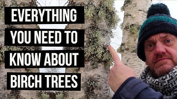 Zilver-/witte berkenbomen zijn geweldig - ontdek waarom.