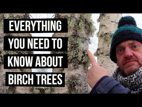 Video: Apakah pohon birch perak asli Inggris?