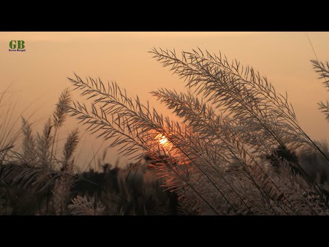 Kans grass or Saccharum spontaneum (Kash phool)