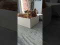 Where is Oranges Box???? Lego cat on the loose