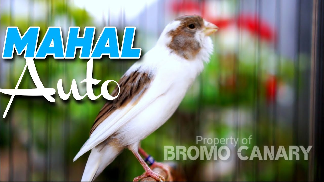 Kenari Gacor ISIAN BLACKTHROAT Suara Jernih‼️ COCOK untuk MASTERAN BURUNG Kenari Paud Ngriwik #02 Kenari Gacor ISIAN BLACKTHROAT Suara Jernih‼️ COCOK untuk MASTERAN BURUNG Kenari Paud Ngriwik #02