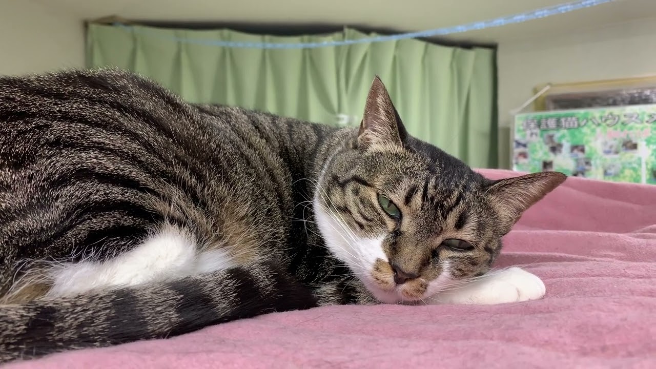 イベント出店情報【保護猫ハウス日記】