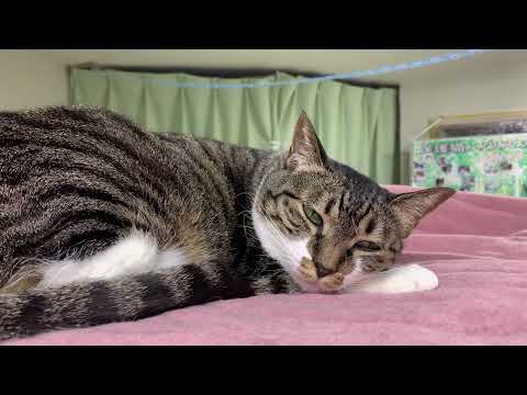 イベント出店情報【保護猫ハウス日記】