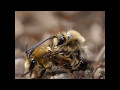 If you thought human sex was weird, wait until you see bee sex