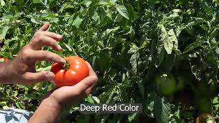 Fresh Market Tomato 5812