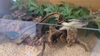 Famous Ball Python Terrifying Strike To Make You Jump Profile