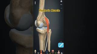 Plantaris Muscle #new #anatomy #new #medico #science #biology #funny #art #fitness #news #gym