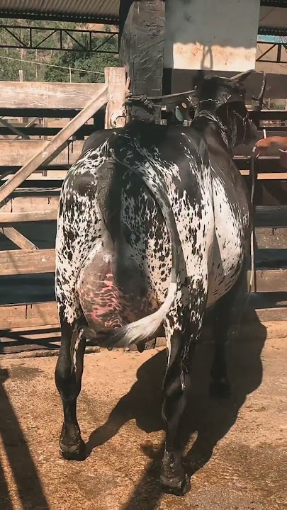⭕ Dairy Cows ✅