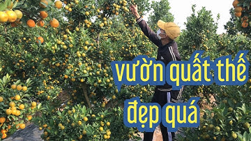 vườn quất thế đẹp bán tết 2022 , giá quất thế tại vườn, quất cảnh quất tết