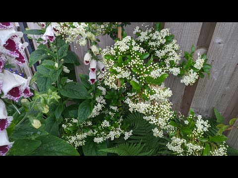 Video: Bahçeler İçin Rüzgara Dayanıklı Bitkiler - Bahçecilik Teknik Bilgi