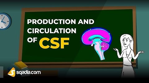 Production and Circulation of CSF | Physiology Animation Video | V-Learning | sqadia.com