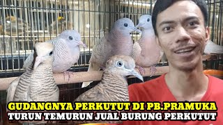 Download Lagu TURUN TEMURUN JUAL PERKUTUT!!UPDATE HARGA BURUNG PERKUTUT DI PASAR BURUNG PRAMUKA KIOS HAJI ABU MP3