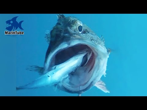 【衝撃映像】魚のド迫力捕食シーン100連発！ vol.1 【MarinTube総集編】